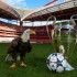Pallone fase finale Champions League 2013-14