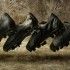 Scarpe Black Pack adidas