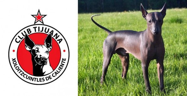 Club Tijuana 2014, stemma